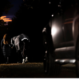 Horseware Ireland Amigo 1200D FieldSafe Reflectech Plus 0g Turnout Rug #colour_black-reflective-black