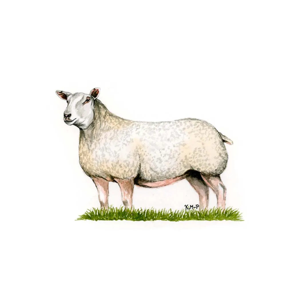 Kevin Milner Countryside Cards #style_charolais-ewe