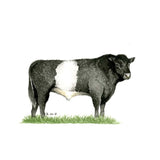 Kevin Milner Countryside Cards #style_belted-galloway