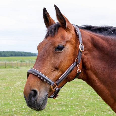 Hy Equestrian Chromatic Leather Head Collar