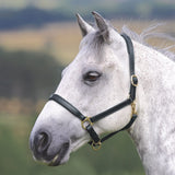 Shires Velociti GARA Ragley Lined Leather Headcollar