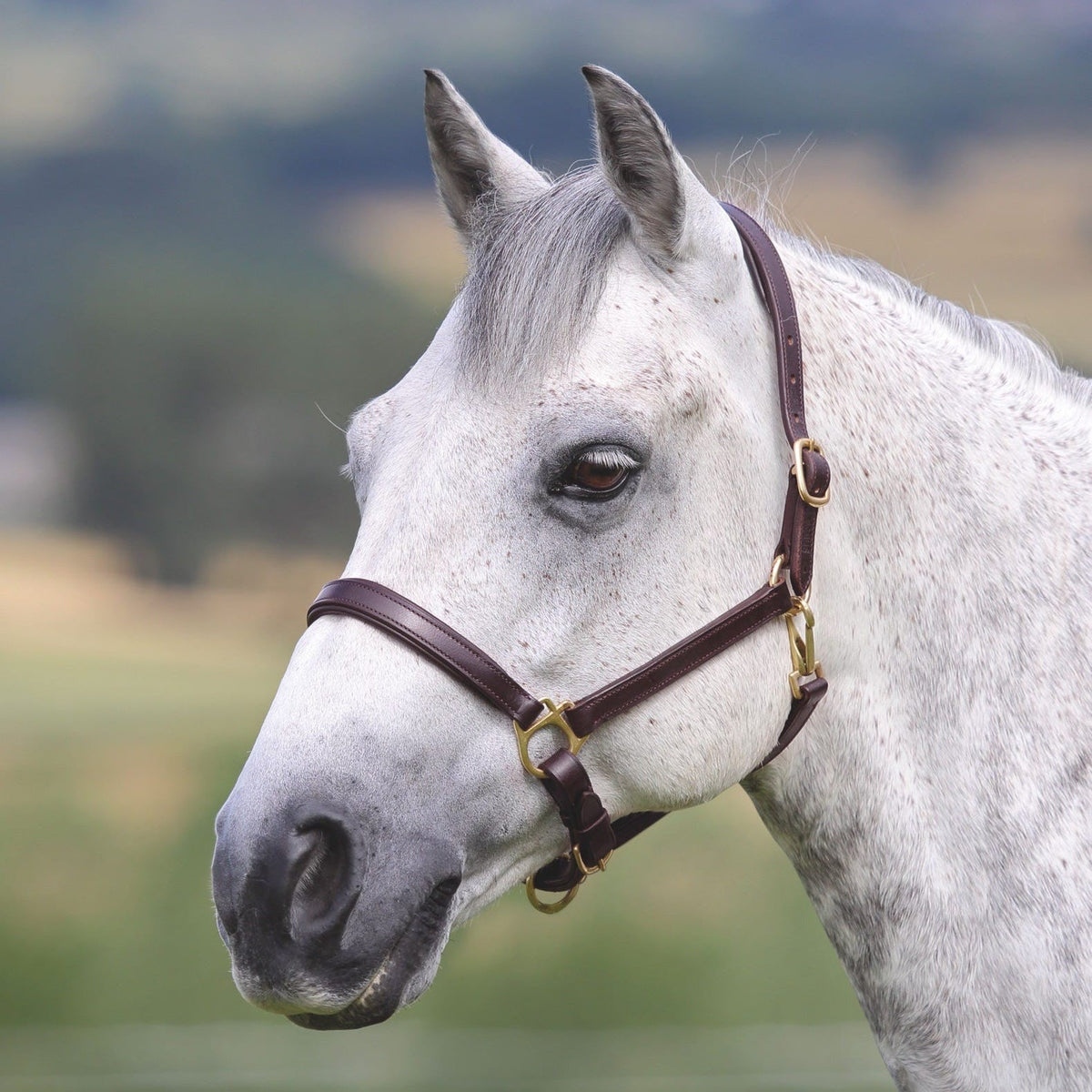 Shires Velociti GARA Ragley Lined Leather Headcollar