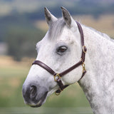 Shires Velociti GARA Ragley Lined Leather Headcollar