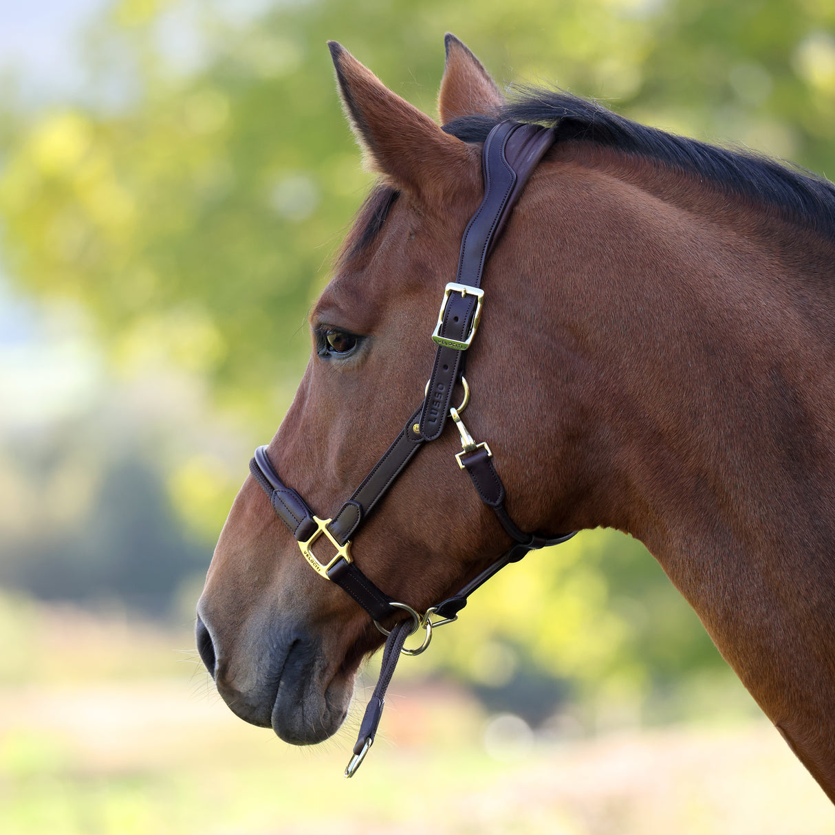 Shires Velociti Lusso Soria Leather Headcollar #colour_havana