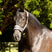 ProReaction Dura Fleece Head Collar by Hy Equestrian #colour_grey