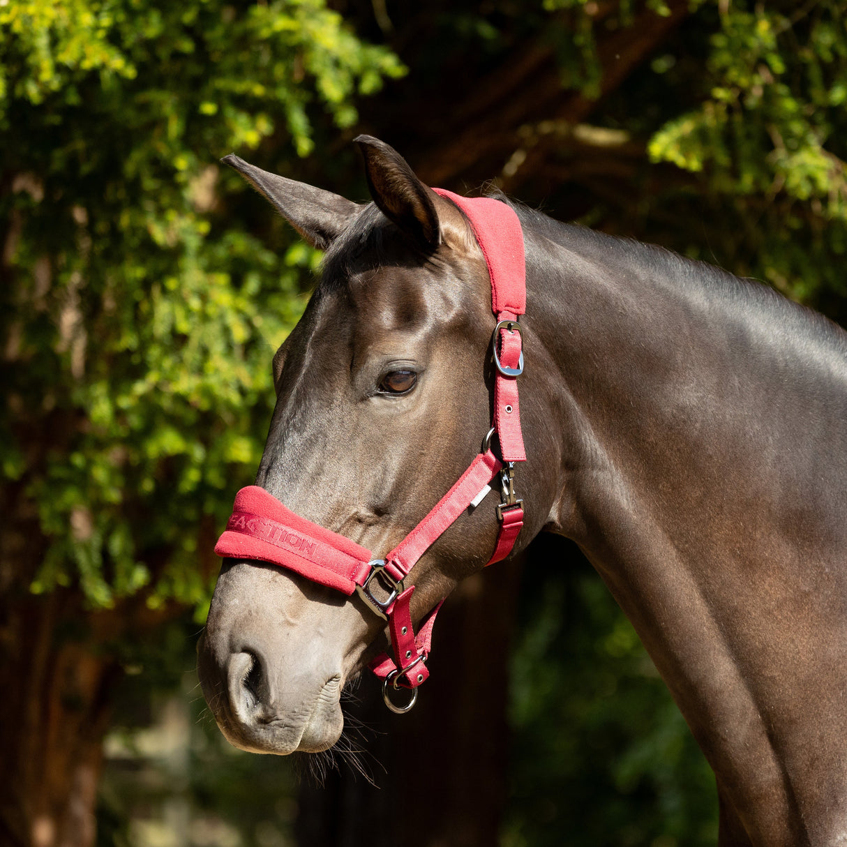 ProReaction Dura Fleece Head Collar by Hy Equestrian #colour_burgundy
