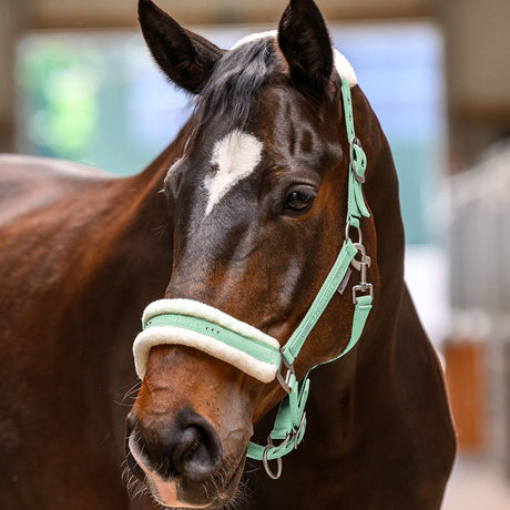 Waldhausen Elegant Halter #colour_pistachio
