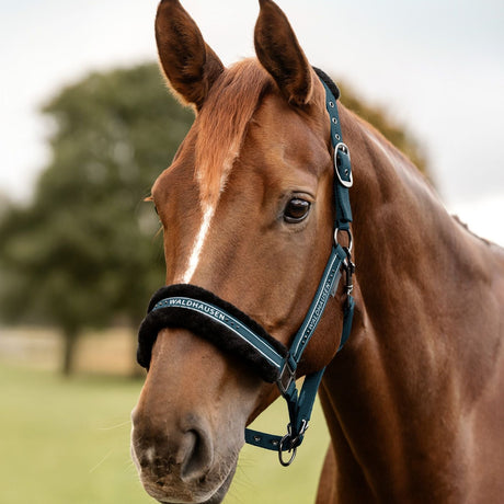 Waldhausen Elegant Halter #colour_petrol-blue