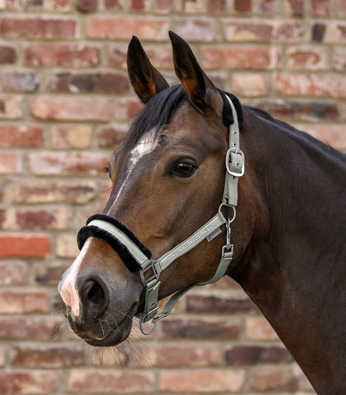Waldhausen Halter Elegant