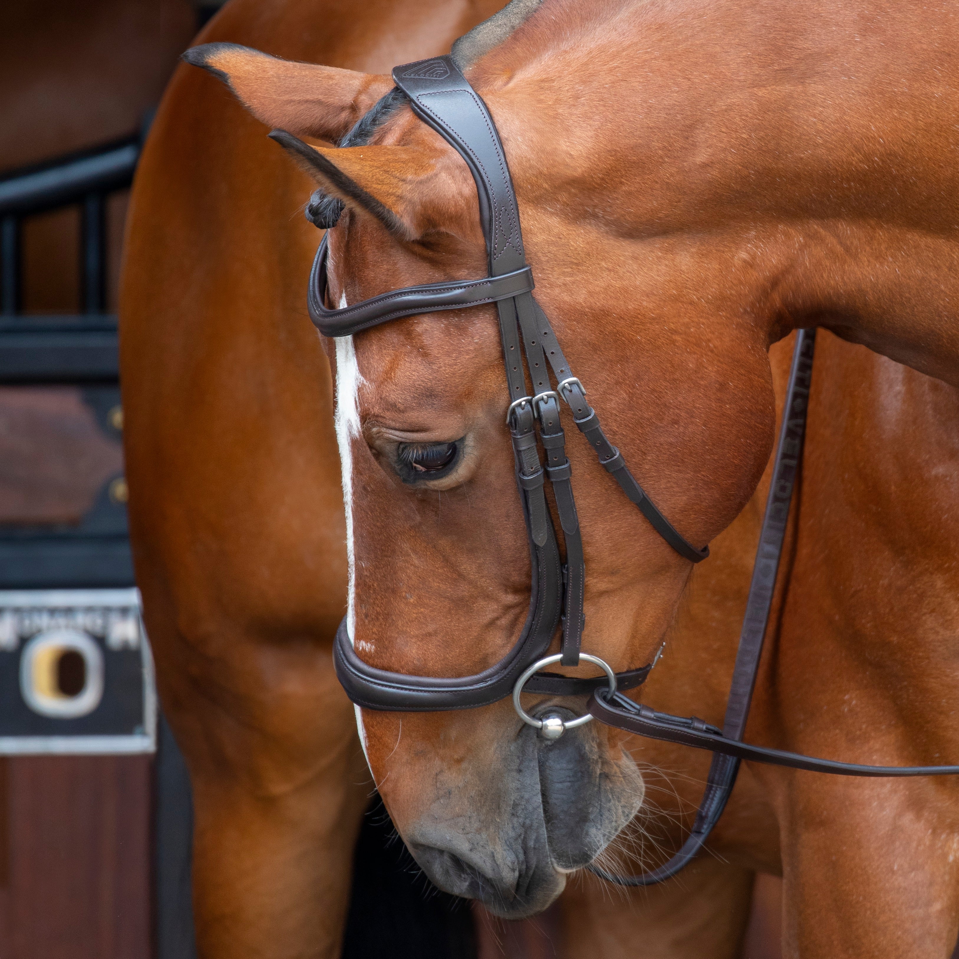 Museruola Shires Velociti RAPIDA: Ergonomica, Curva E Imbottita Per Il Comfort Del Cavallo (Cob, Havana)