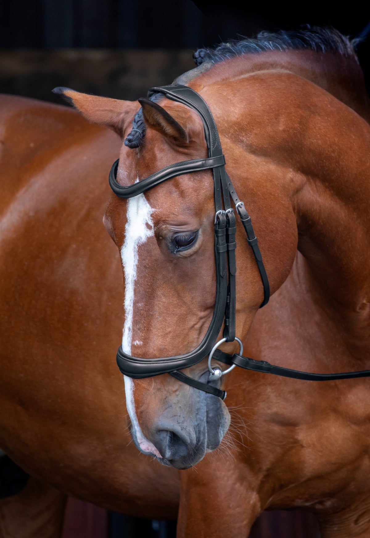 Shires Velociti RAPIDA Ergonomisches gebogenes Flash-Zaumzeug