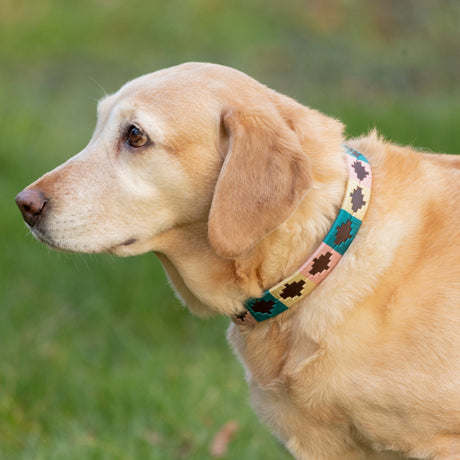 Benji & Flo Sublime Polo Leather Dog Collar #colour_blue-pink-vanilla