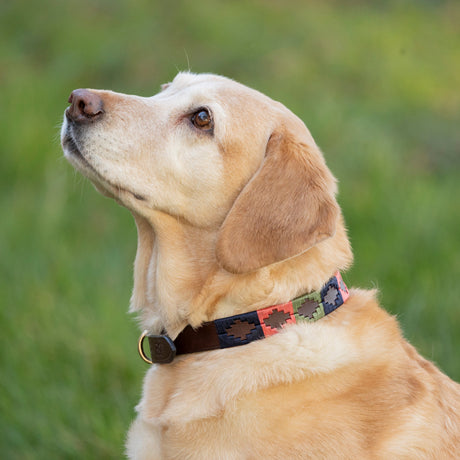Benji & Flo Sublime Polo Leather Dog Collar #colour_pink-navy-green