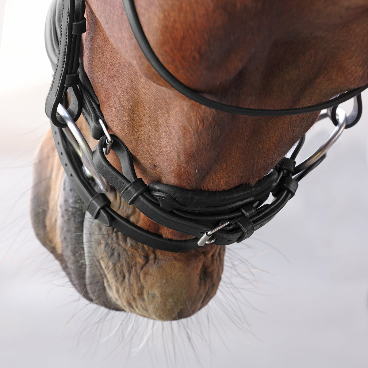 Shires Velociti LUSSO Elite Dressage Flash Bridle