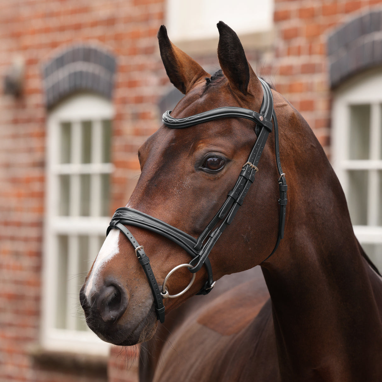 Shires Velociti LUSSO Opus 180M Padded Flash Bridle #colour_black