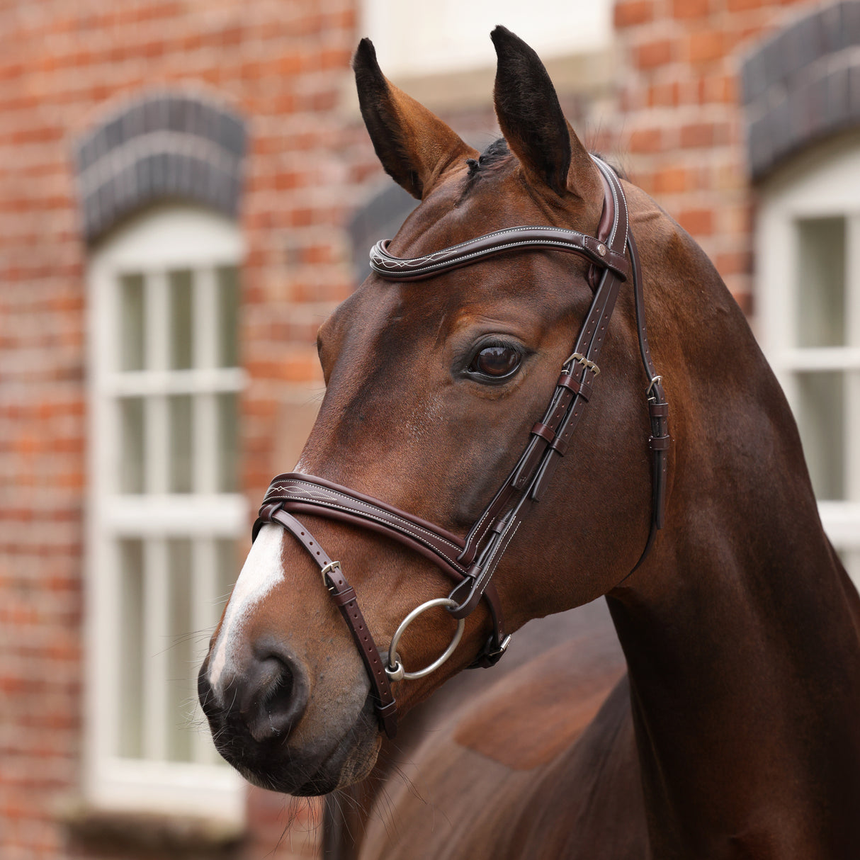Shires Velociti LUSSO Opus 180M Padded Flash Bridle #colour_havana