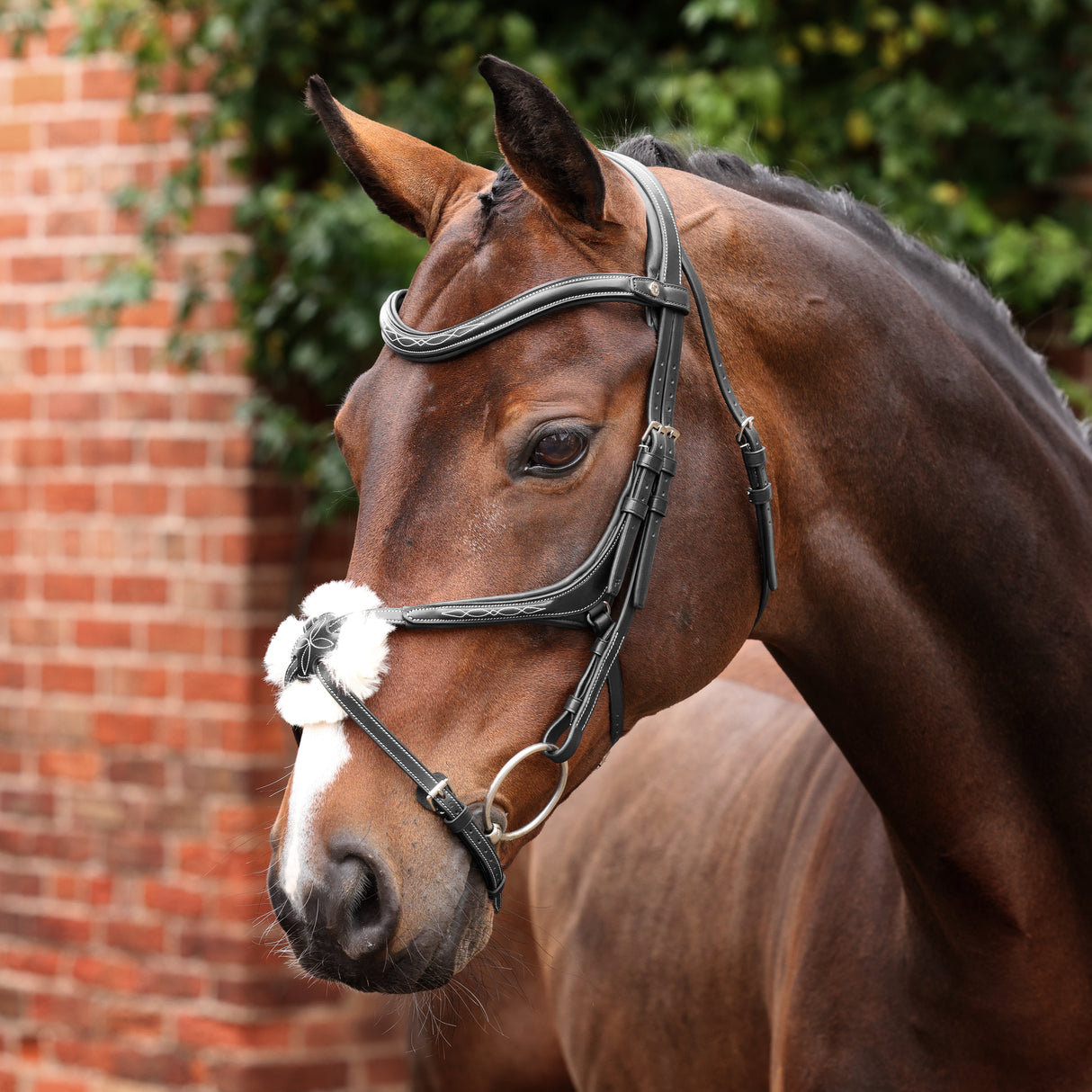 Shires Velociti LUSSO Opus 180M Grackle Bridle #colour_black
