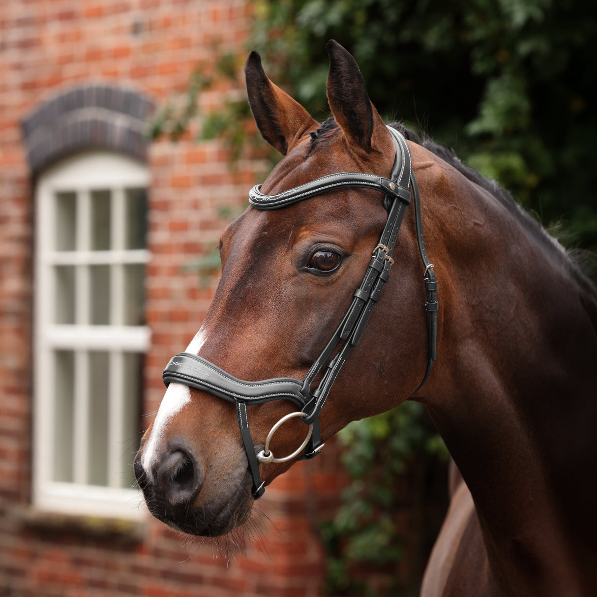 Shires Velociti LUSSO Opus 180M Ergonomic Flash Bridle #colour_black