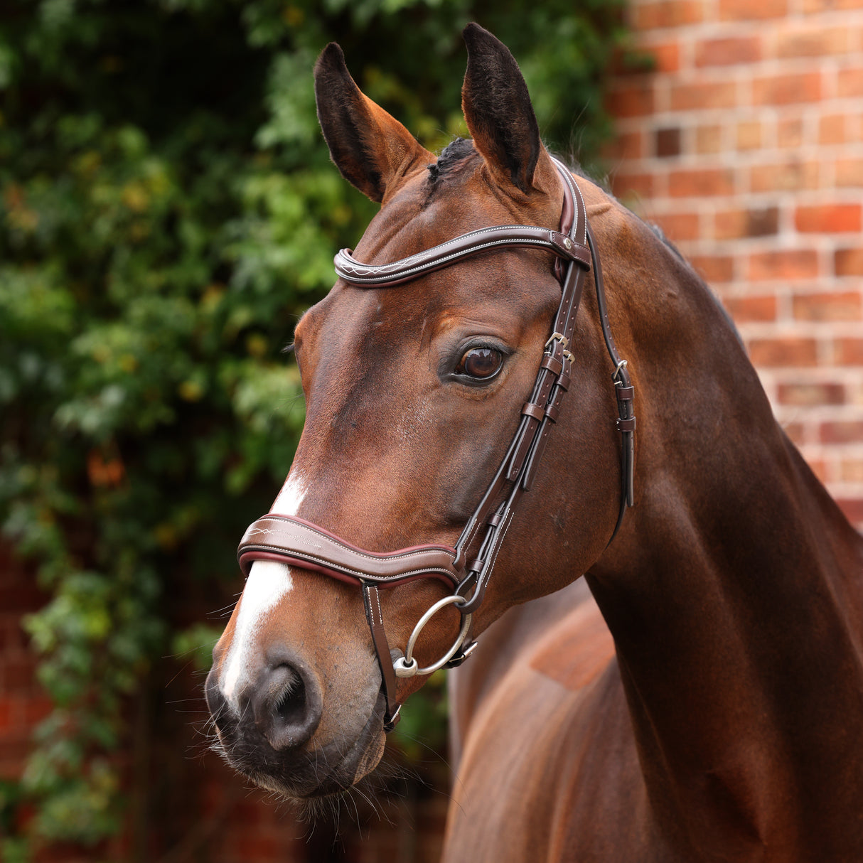Shires Velociti LUSSO Opus 180M Ergonomic Flash Bridle #colour_havana