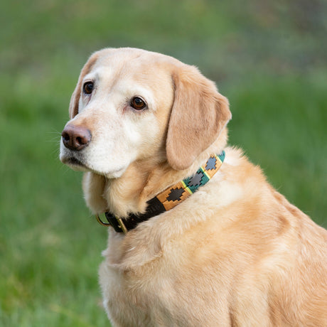 Benji & Flo Sublime Polo Leather Dog Collar #colour_green-gold