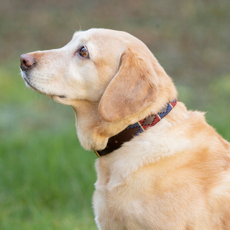 Benji & Flo Sublime Polo Leather Dog Collar #colour_navy-wine
