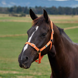 Dublin Everyday Nylon Headcollar for Horses