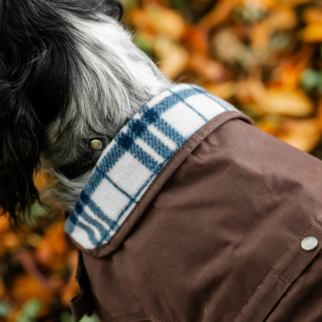 Horseware Ireland Newmarket Heritage Dog Coat #colour_brown-whitney-navy