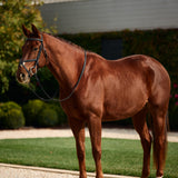 Dublin Padded Mono Crown Fancy Stitch Grackle Bridle with Rubber Reins