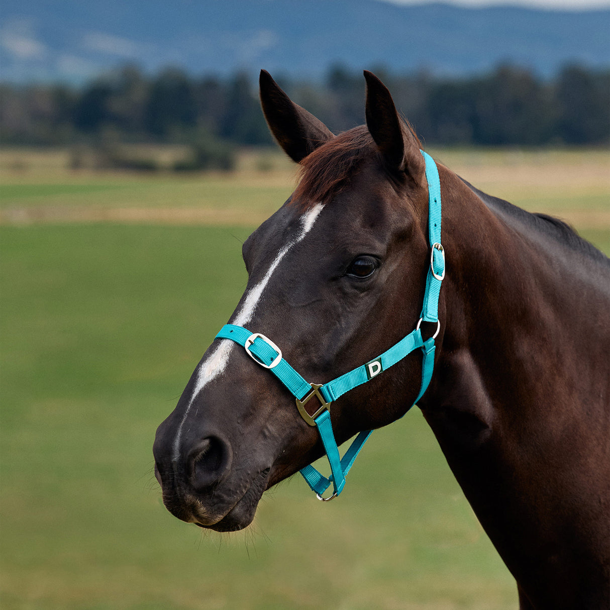 Dublin Everyday Nylon Headcollar for Horses