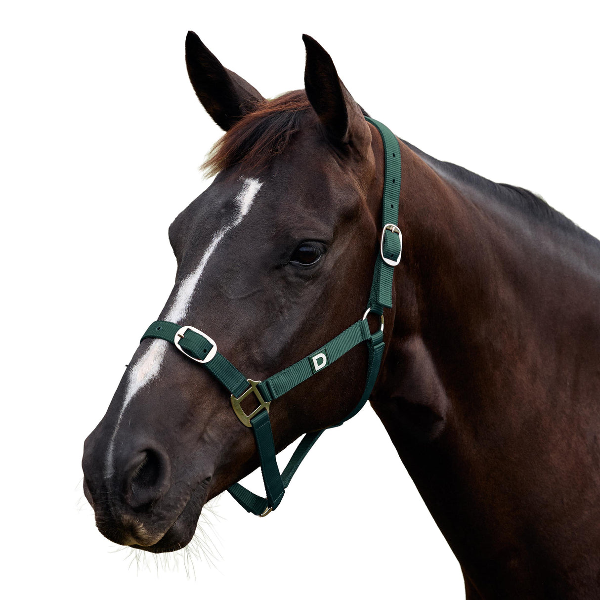 Dublin Everyday Nylon Headcollar for Horses
