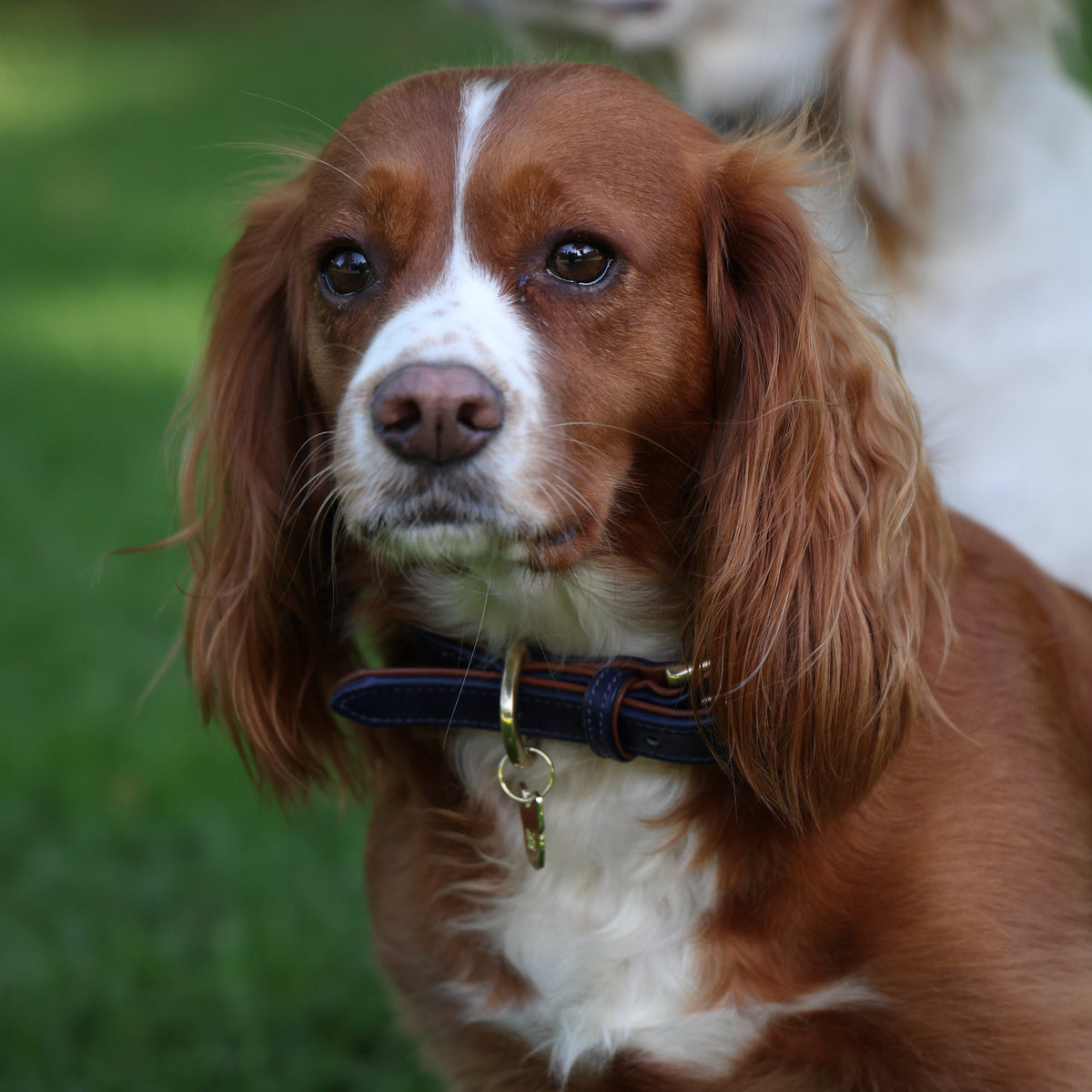 Shires Digby &amp; Fox gepolstertes Hundehalsband aus Leder