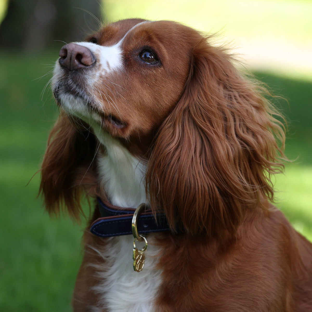 Shires Digby &amp; Fox gepolstertes Hundehalsband aus Leder