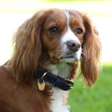 Shires Digby &amp; Fox gepolstertes Hundehalsband aus Leder