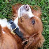 Collier pour chien tressé Shires Digby &amp; Fox