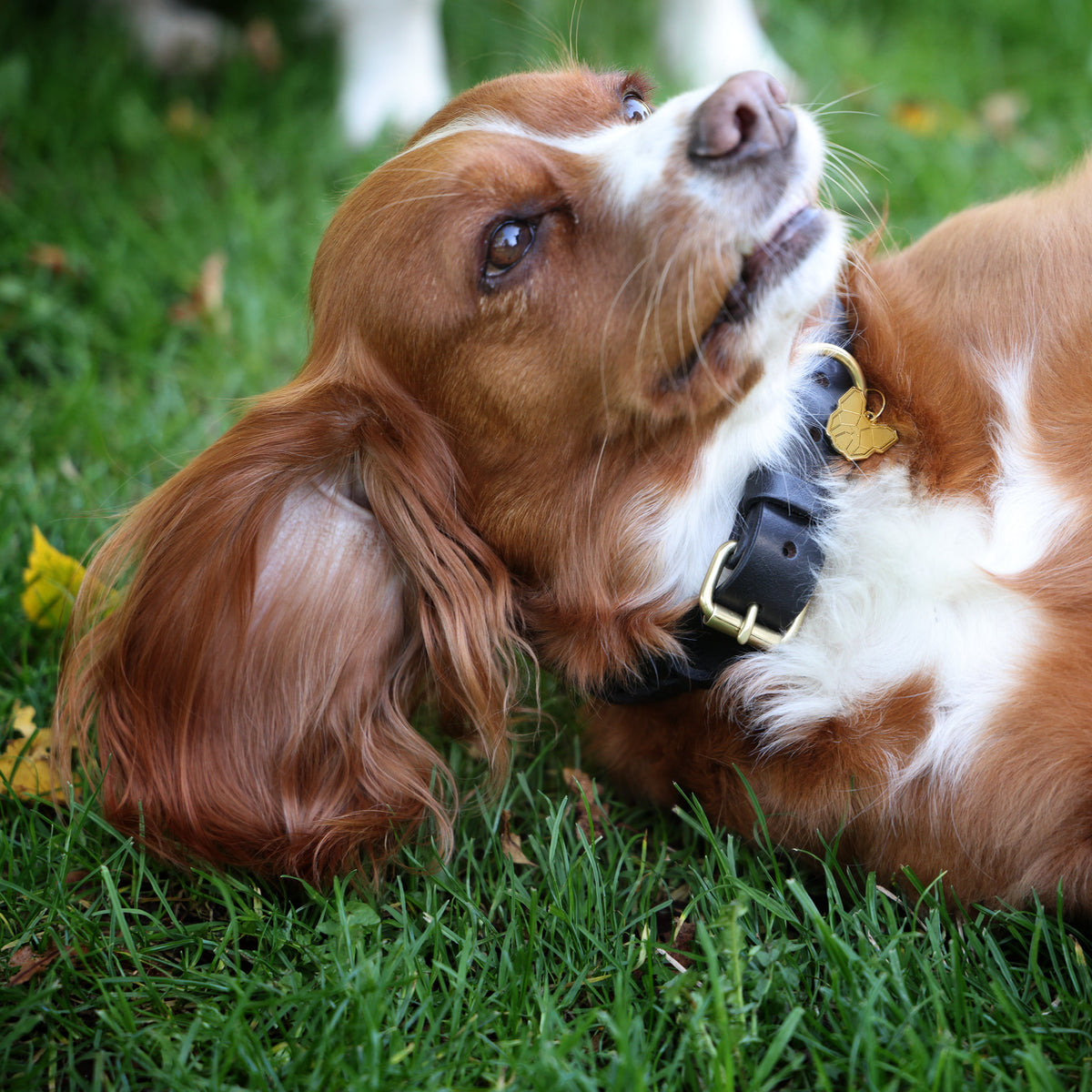 Collier pour chien tressé Shires Digby &amp; Fox