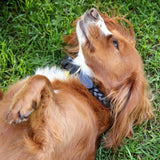 Collier pour chien tressé Shires Digby &amp; Fox