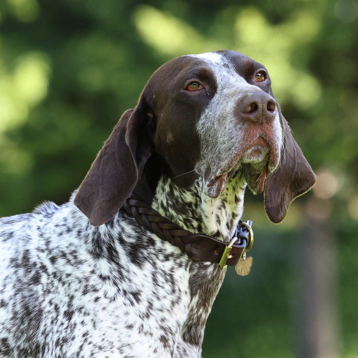 Collier pour chien tressé Shires Digby &amp; Fox