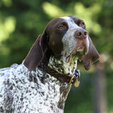 Collier pour chien tressé Shires Digby &amp; Fox