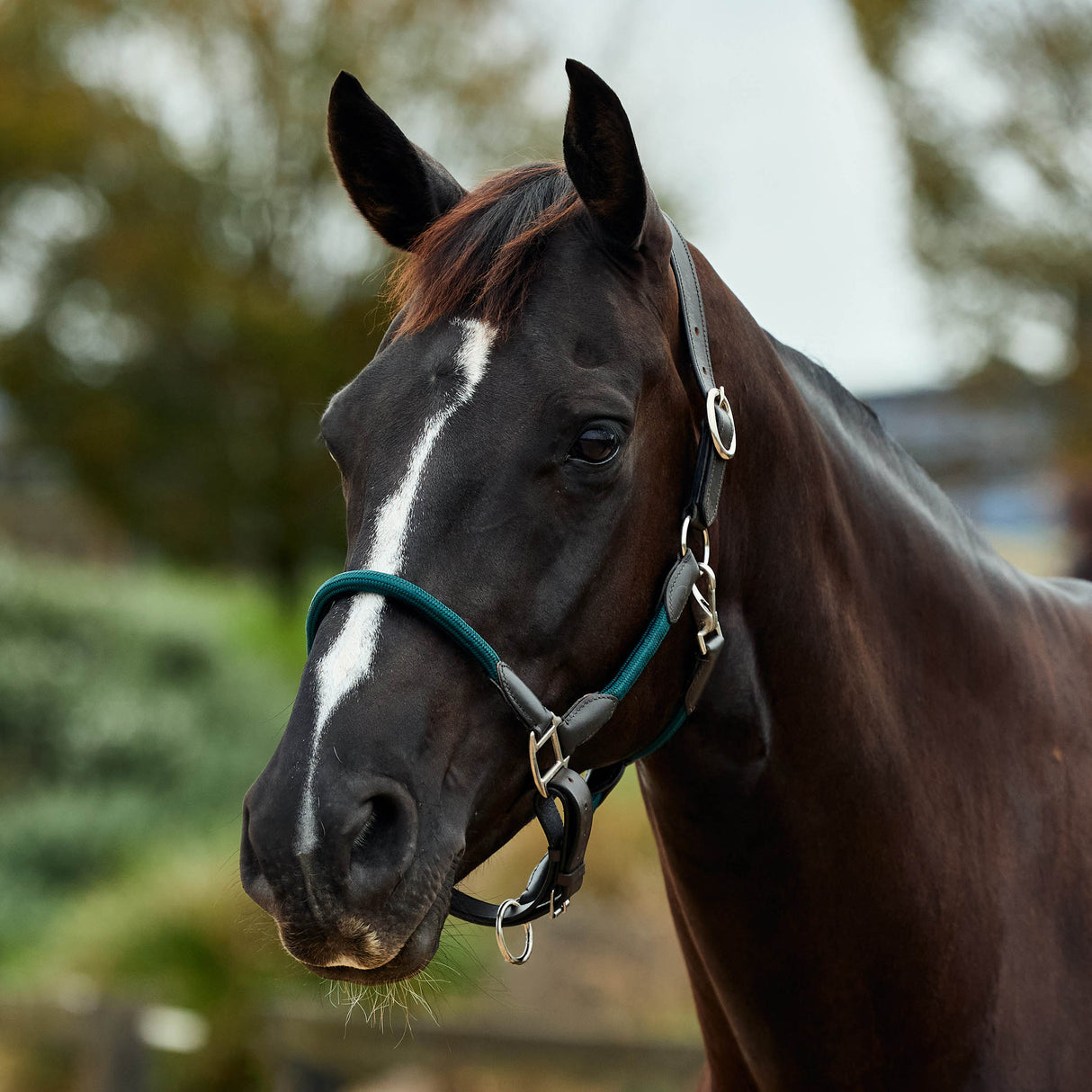 Dublin Leather Rope Headcollar with Nickel Buckles