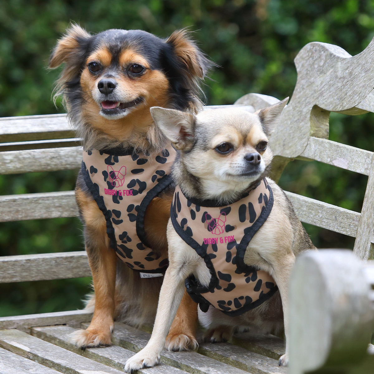 Shires Digby & Fox Leopard Print Harness