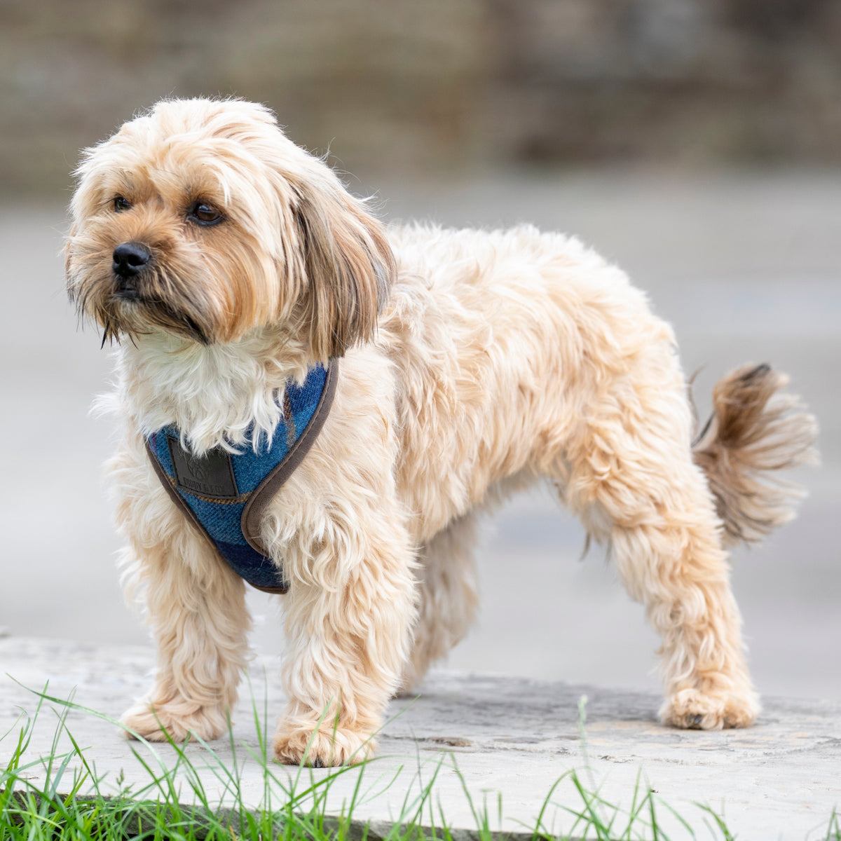 Shires Digby &amp; Fox Tweed Hundegeschirr