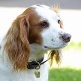 Collier pour chien en cuir plat Shires Digby &amp; Fox