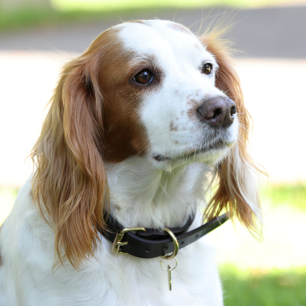 Collier pour chien en cuir plat Shires Digby &amp; Fox
