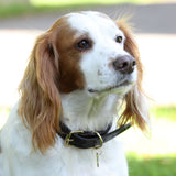 Collier pour chien en cuir plat Shires Digby &amp; Fox