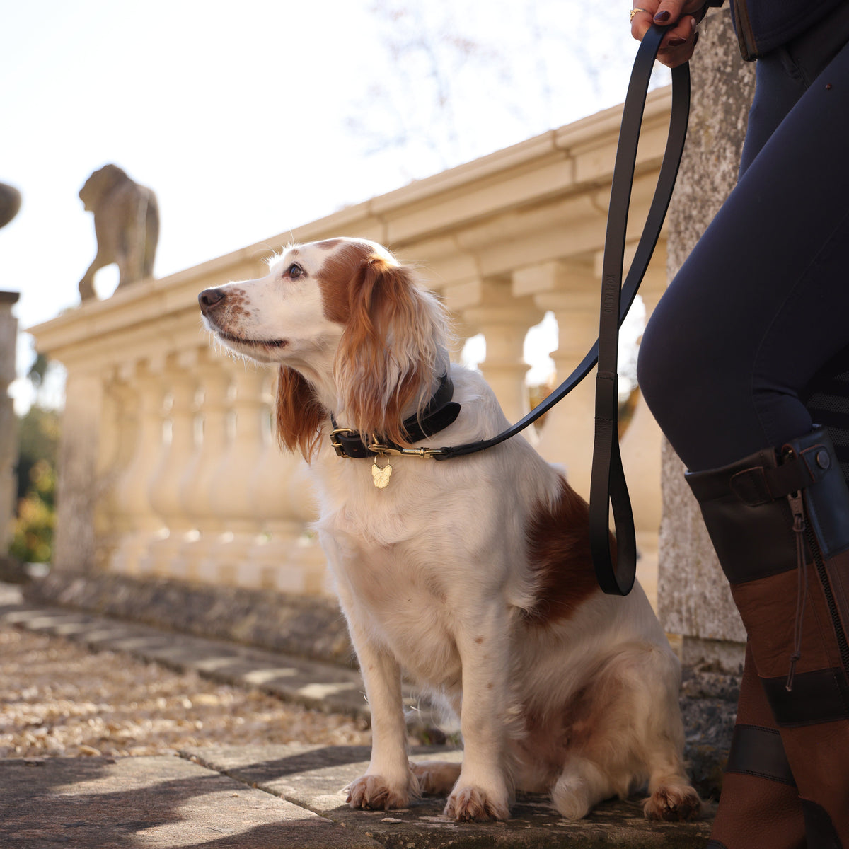 Laisse plate en cuir pour chien Shires Digby &amp; Fox