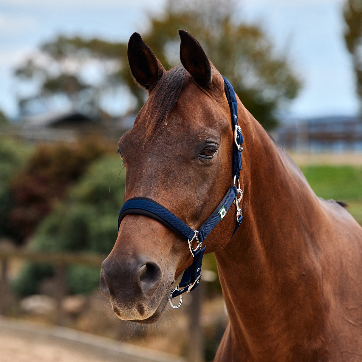 Dublin Neo Comfort Padded Neoprene Horse Headcollar