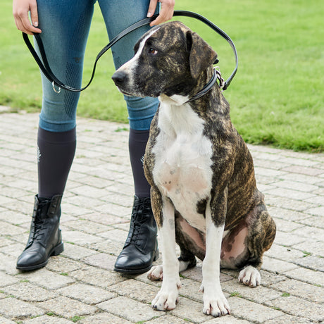 HV Polo Legacy Dog Collar #colour_black