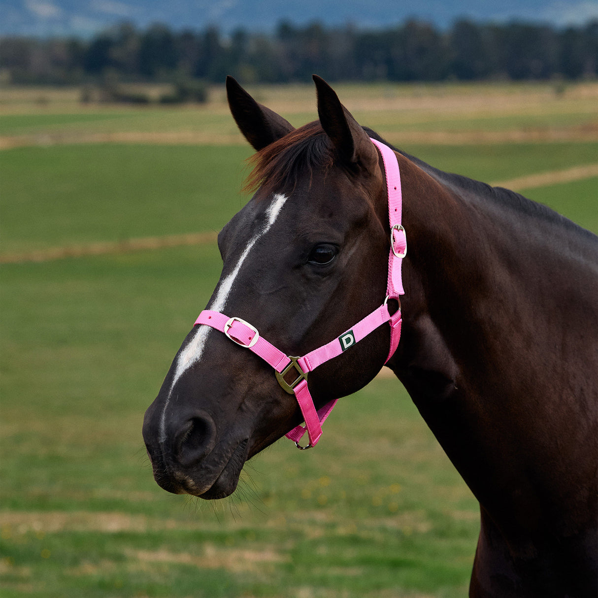 Dublin Everyday Nylon Headcollar for Horses