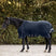 Waldhausen Scandic 200g Turnout Rug #colour_night-blue