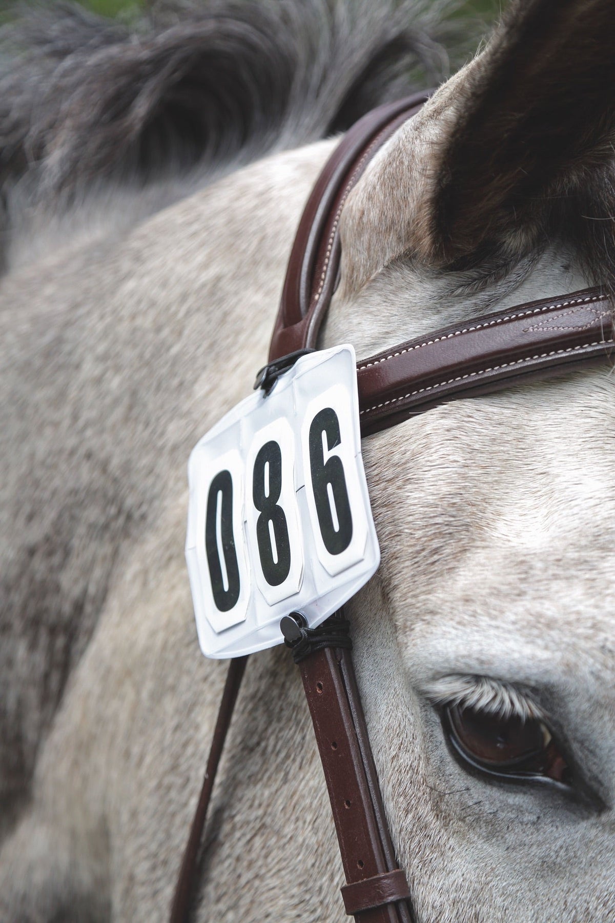 Shires Competition Number Kit